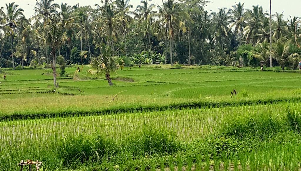 Villa Rimba Ubud Tegallalang  Exterior photo